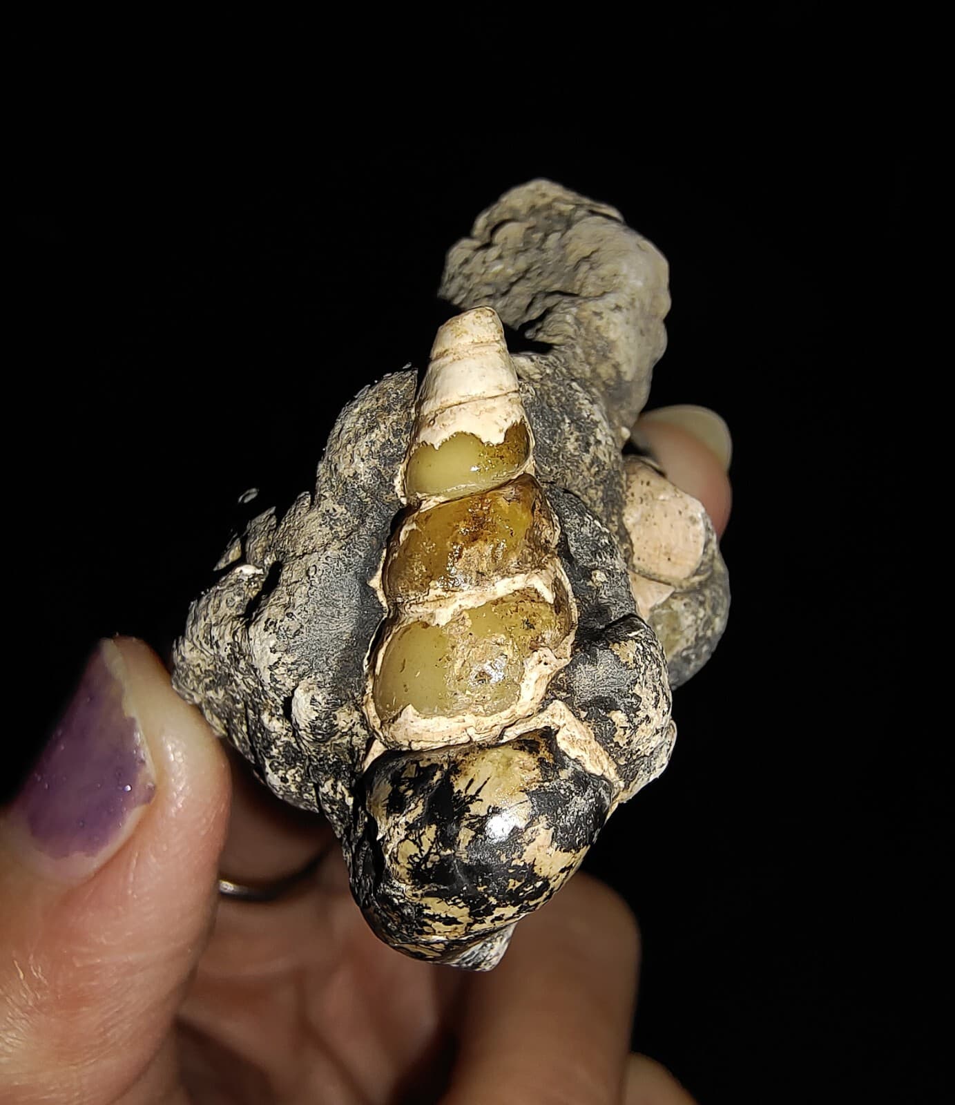 SEASHELL FOSSIL, GASTROPOD THIARIDAE ON MATRIX, FROM JAVA, INDONESIA, 30MM