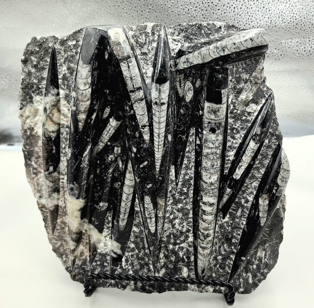 Orthoceras Fossil Mollusk Ammonite 8lb 5.5oz.