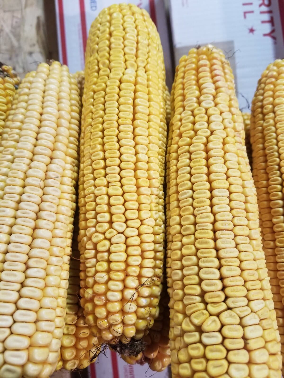 Cob Corn For Wildlife! Organic Amish picked!(20 Cobs)