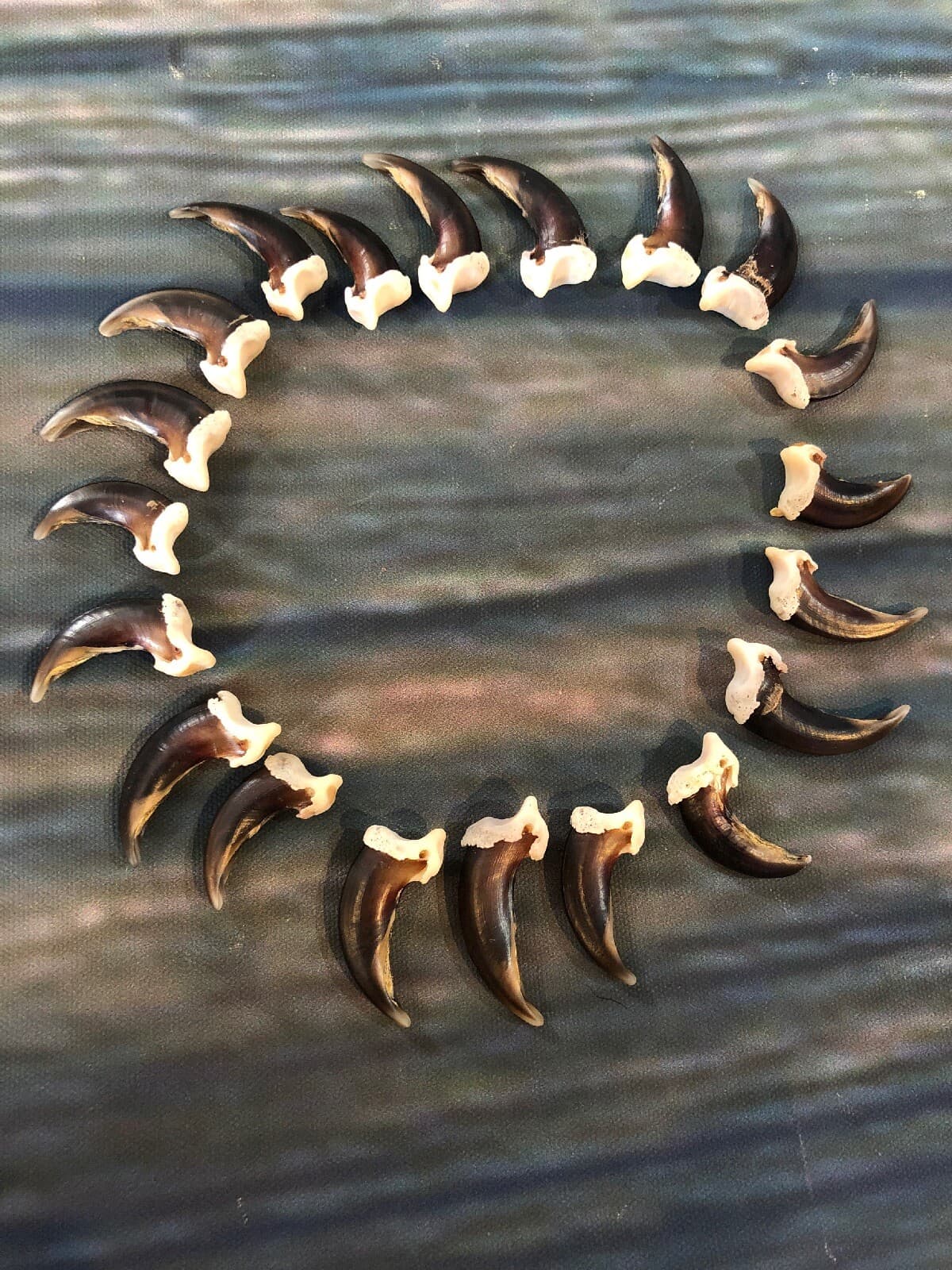 20 REAL COYOTE CLAWS TOES BONE MOUNTAIN MAN CRAFT SKULL JEWELRY EARRING GOTHIC