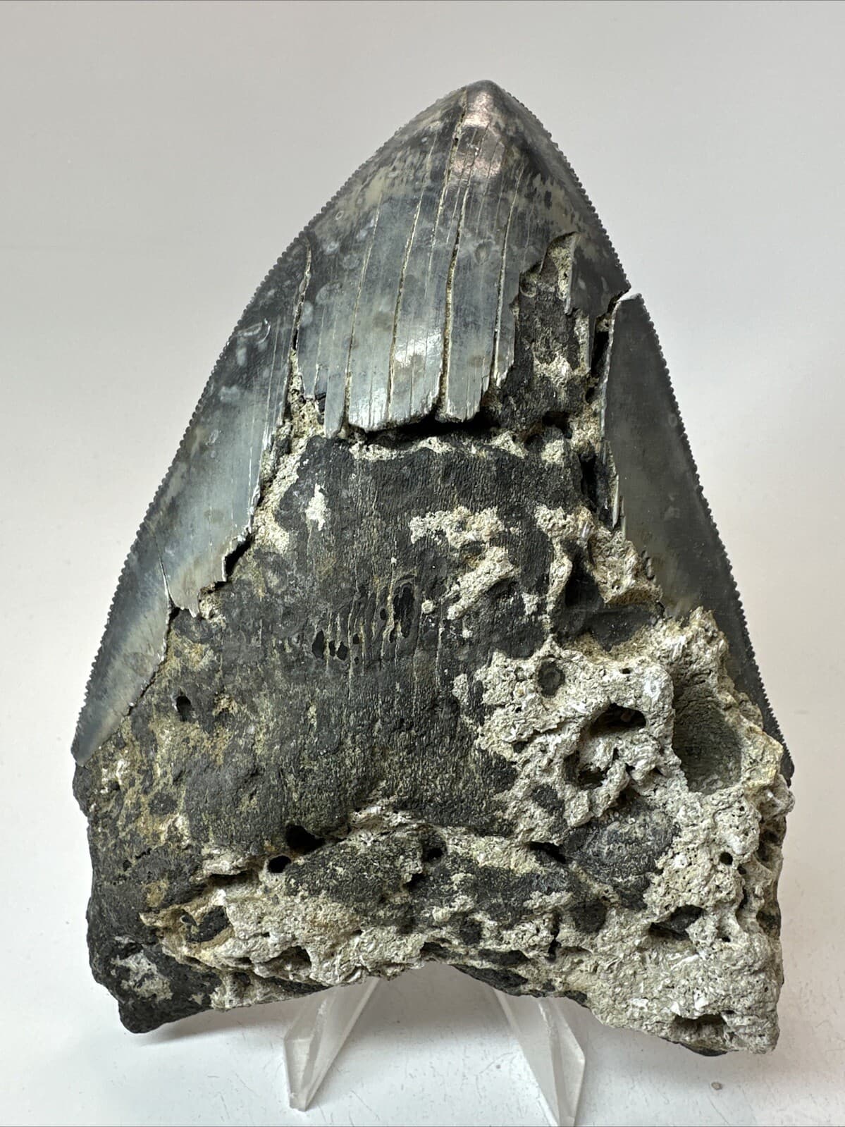 Megalodon Shark Tooth 5.50 inch - Unique - Serrated Fossil - Authentic 18628