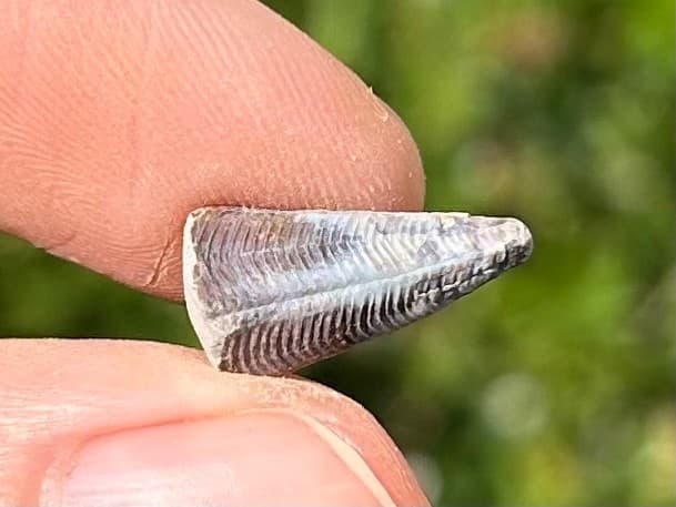 Fossil Conularid Conularia Texas Pennsylvanian Age Grahm Formation