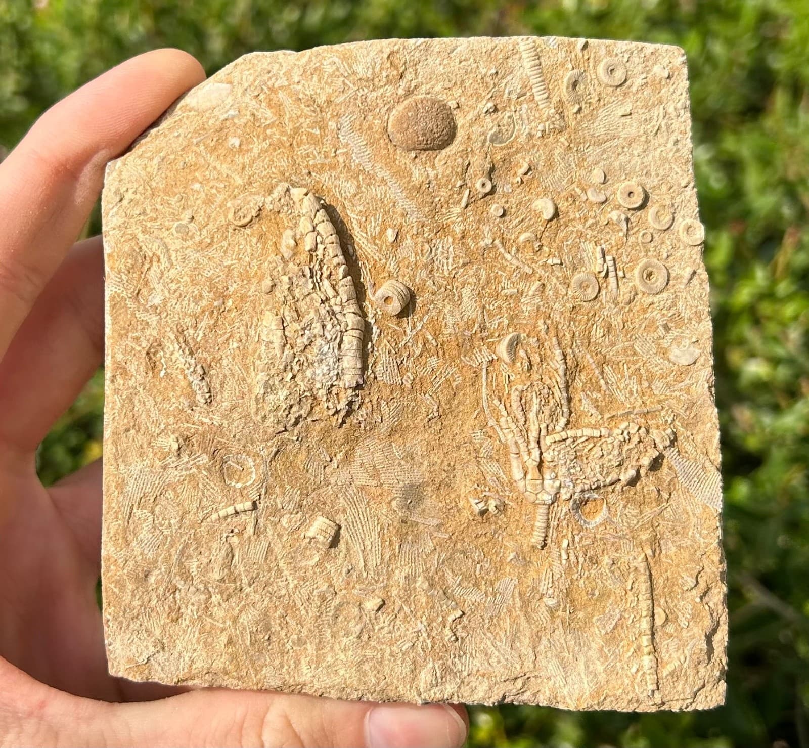 DOUBLE Fossil Crinoids in Matrix Aphelecrinus Alabama Bangor Limestone Formation