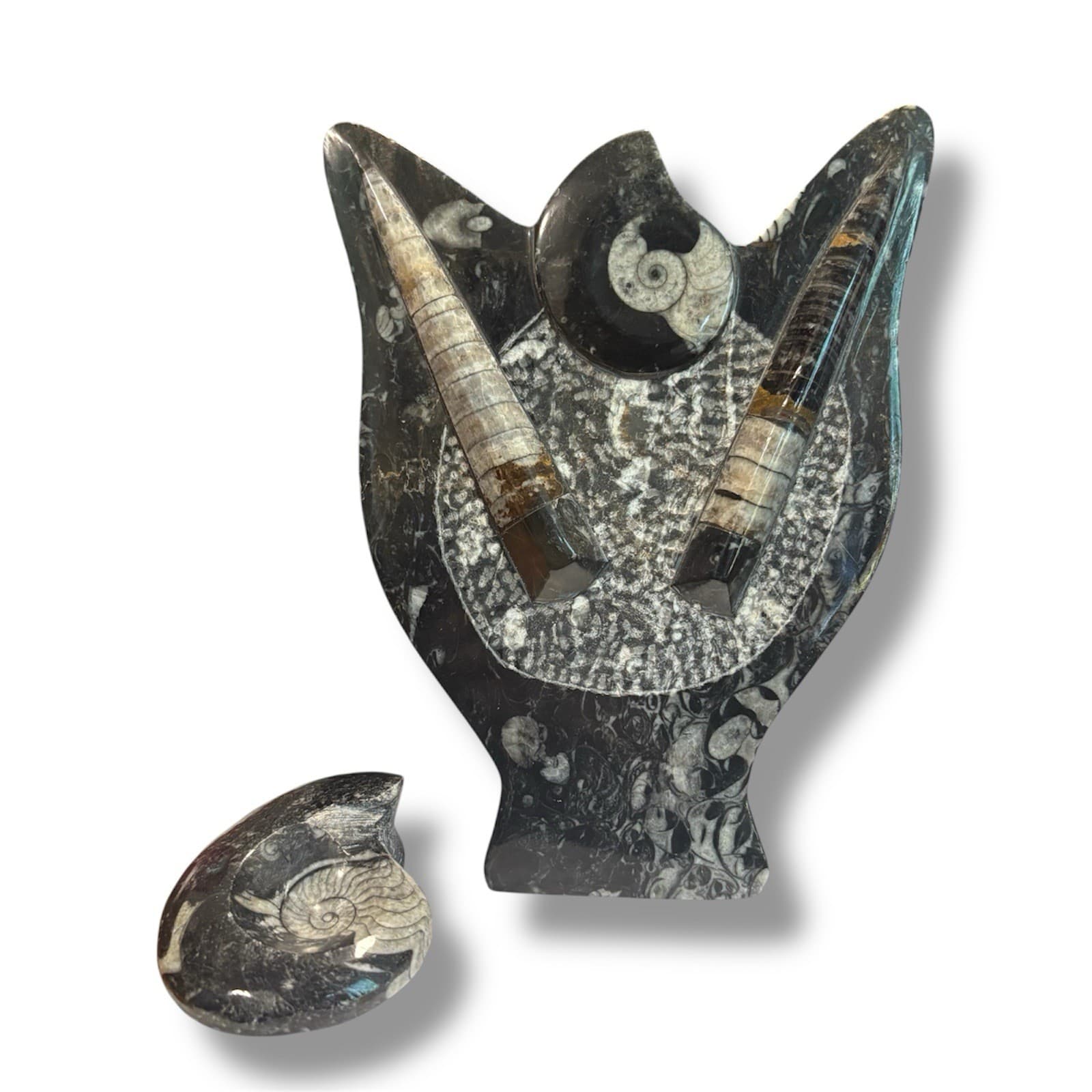 Large Orthoceras and Ammonite Fossil Display and Ammorite Fossil Piece