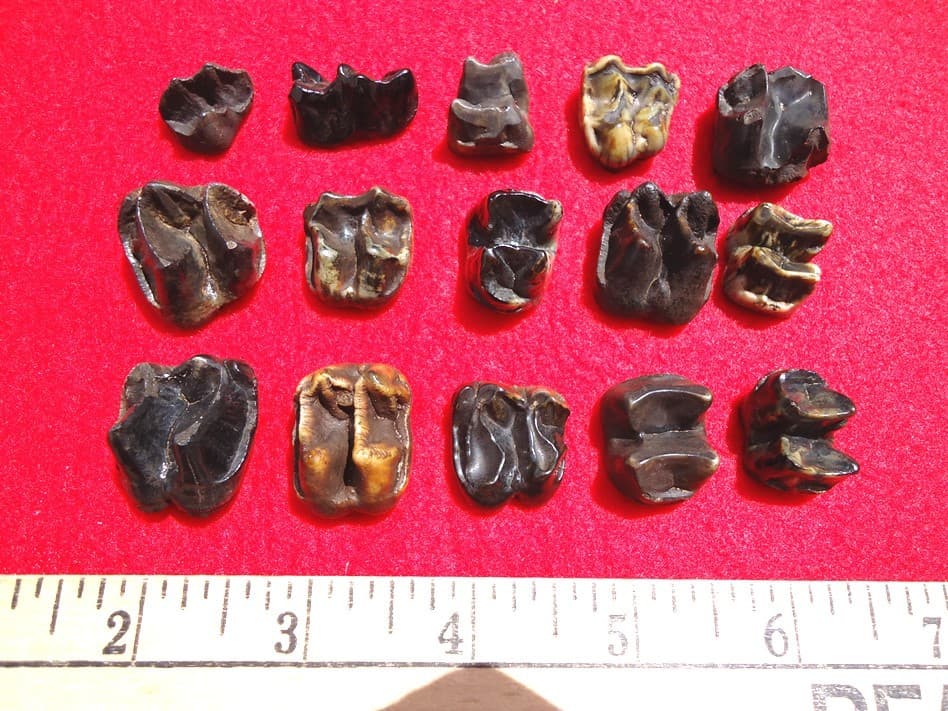 *BULK PRICE* TAPIR TEETH FLORIDA FOSSILS FOSSIL TOOTH JAW BONE BONES CAMEL LLAMA