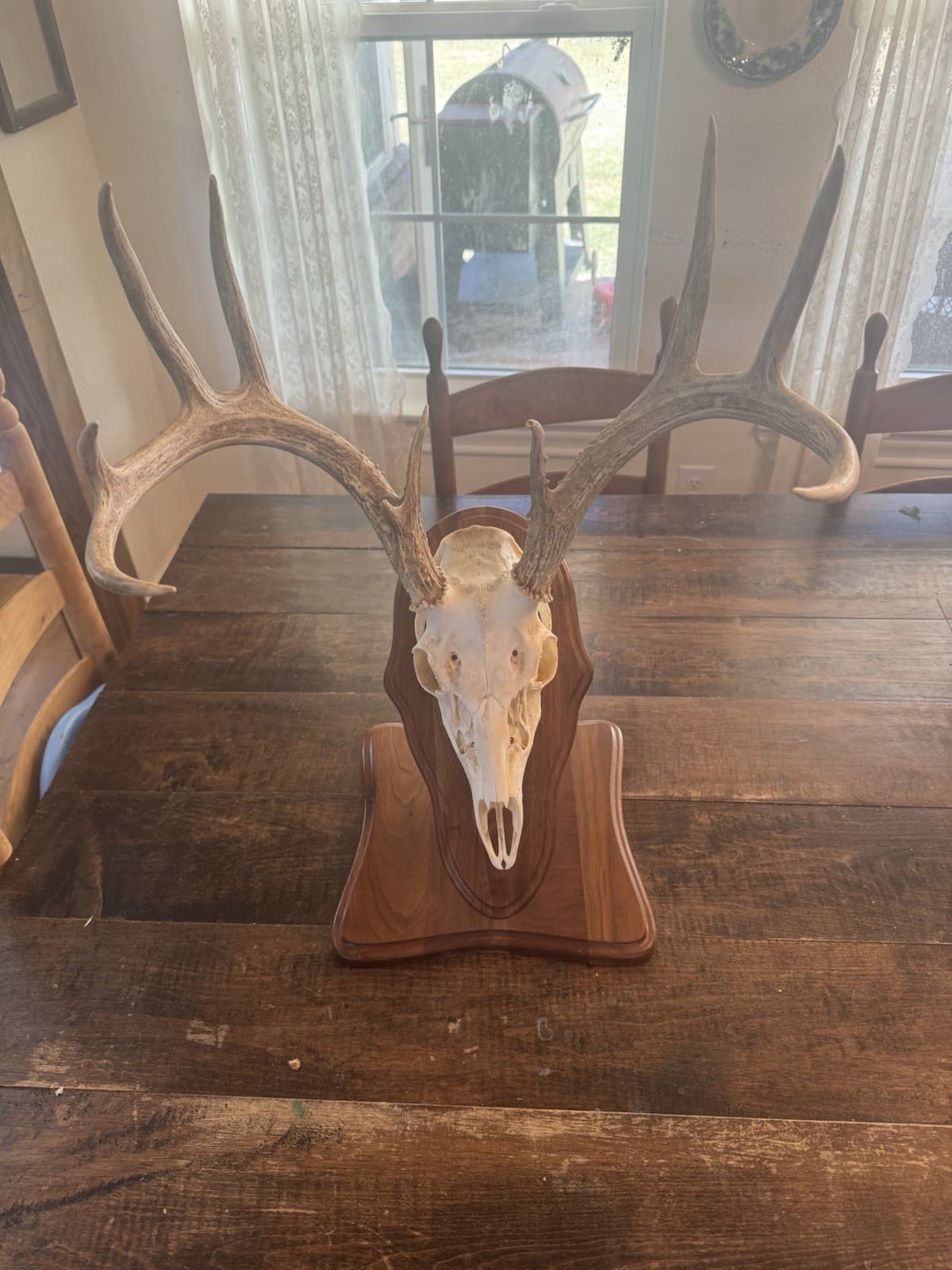 European Mount Full Head Whitetail Deer 10 Point Decor With Stand Texas Hunting