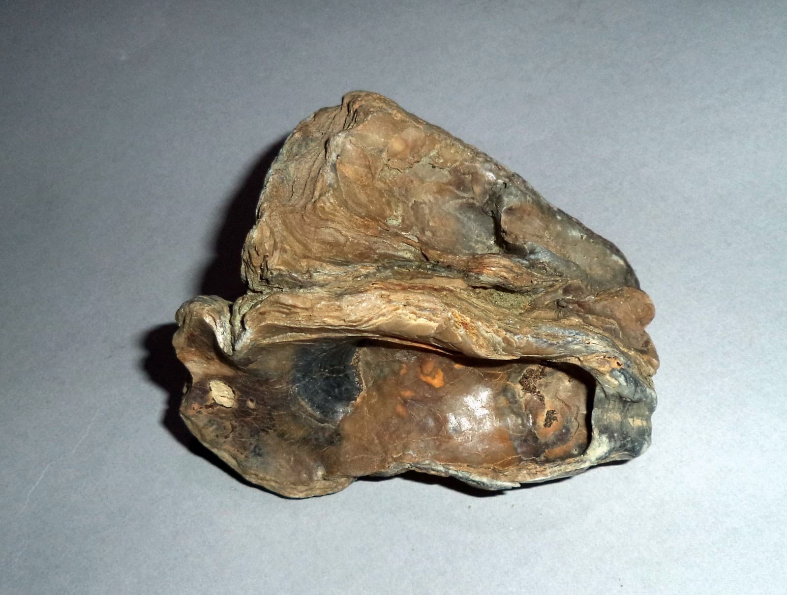 Fossil Sea Shells from Cape of Rodon, Albania. 200 gr; 80 mm.