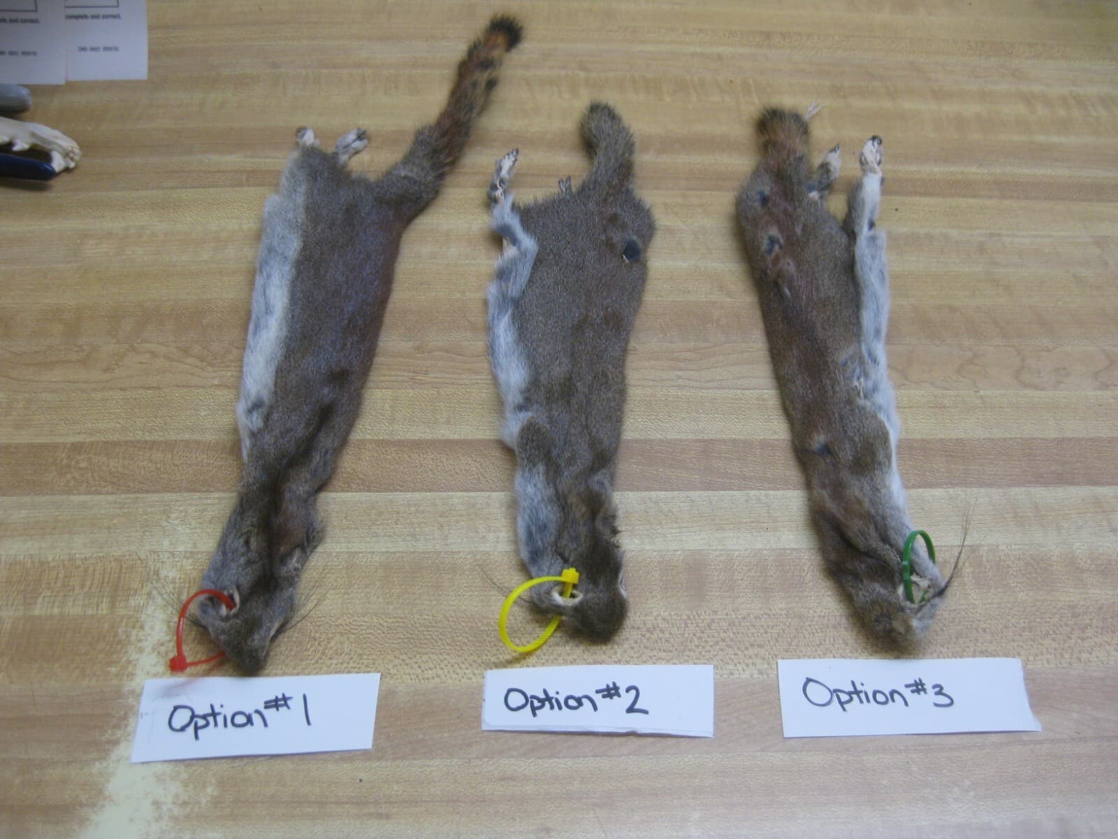 Canadian Red Squirrel Tanned Fur - Craft - Green Tag