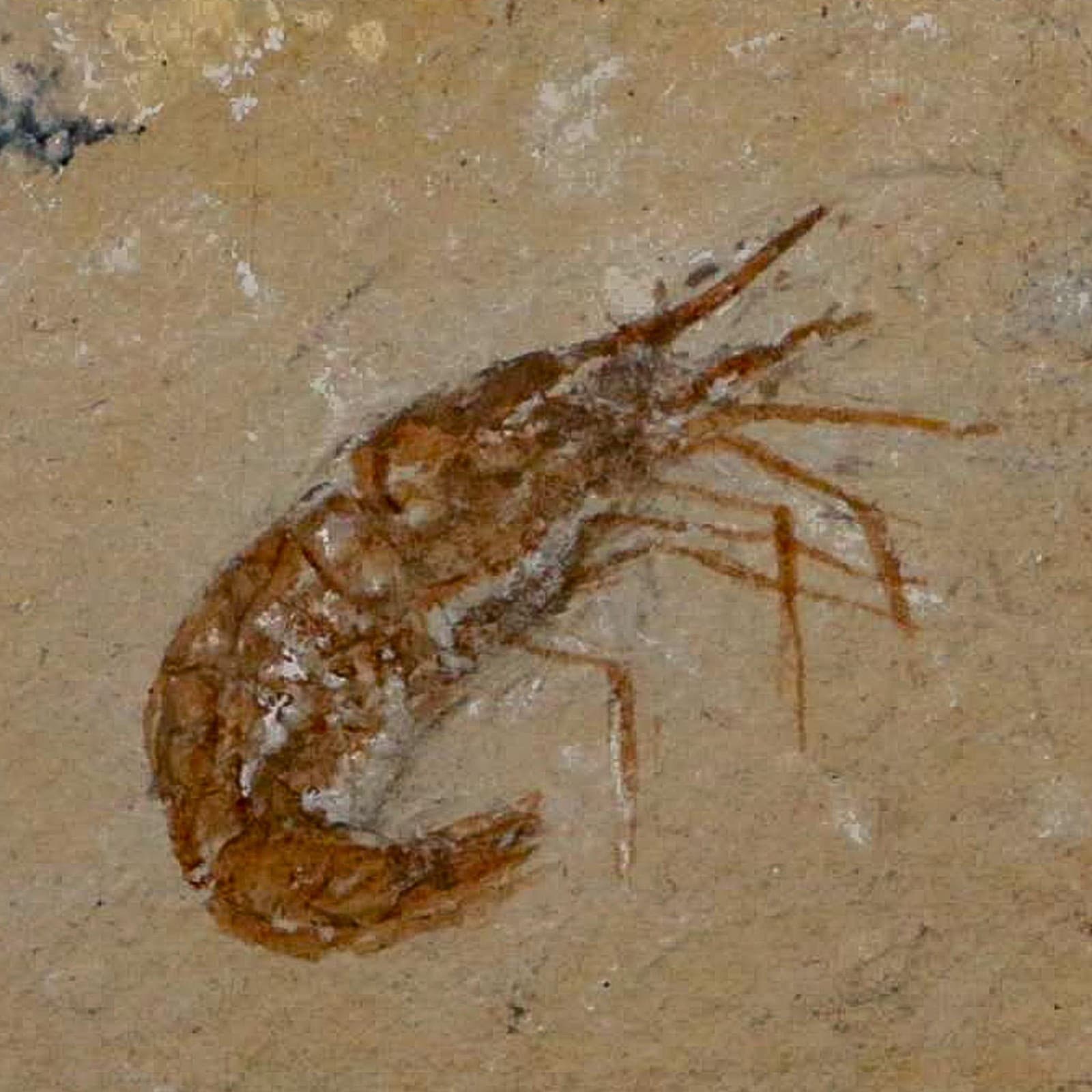 1.4" Fossil Shrimp Carpopenaeus Cretaceous Age 100 Mil Yrs Old Lebanon COA