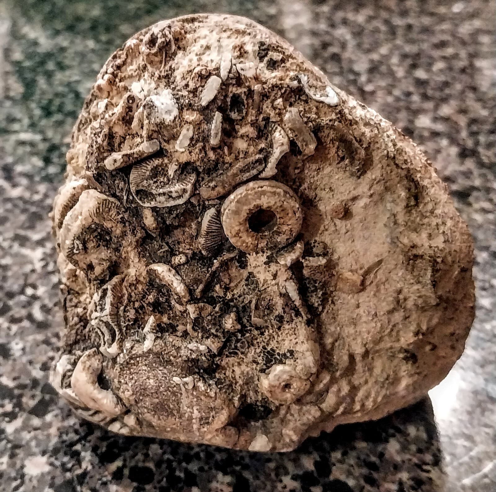 Crinoid Fossils, Carboniferous Period, Mohave County Arizona