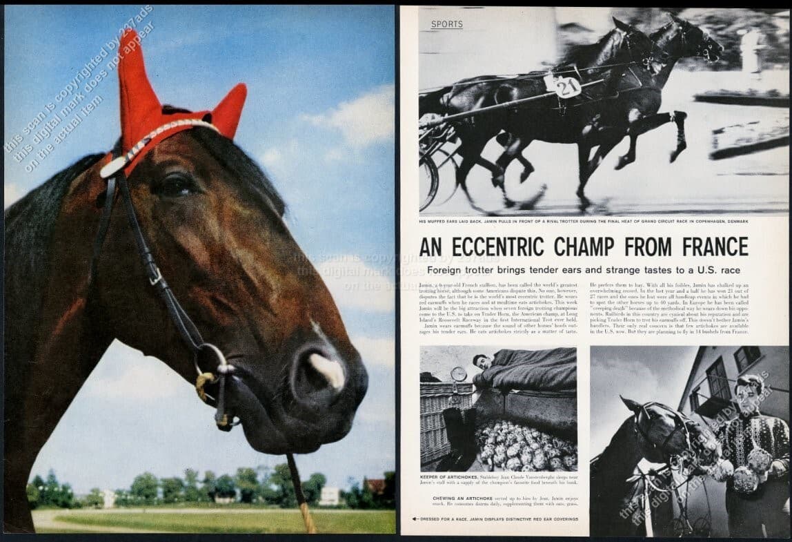 1959 Jamin horse harness racing 4 photo vintage print article