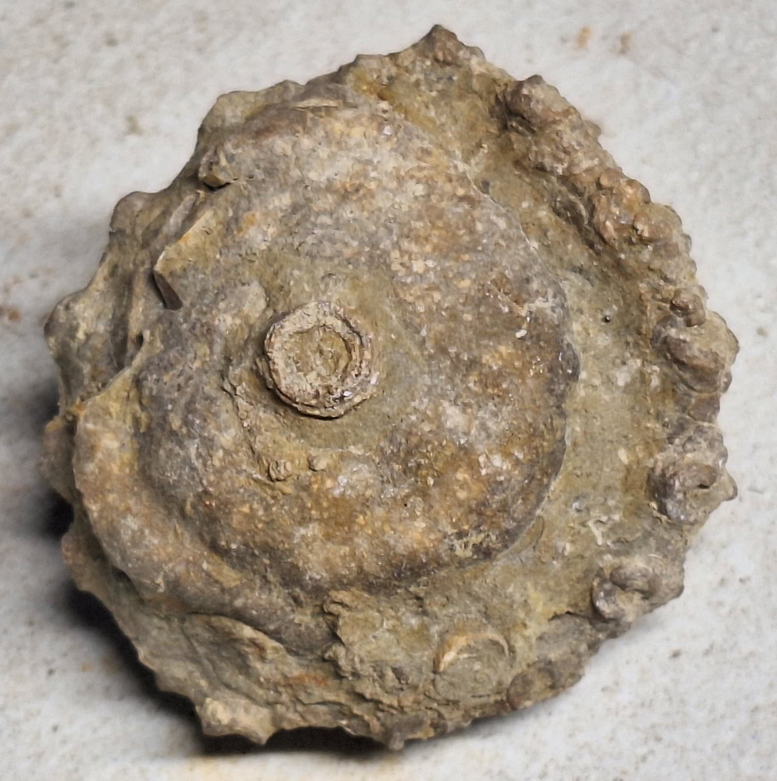 Crinoid Head -Calyx - Sea Lily Fossil In Limestone Devonian Michigan