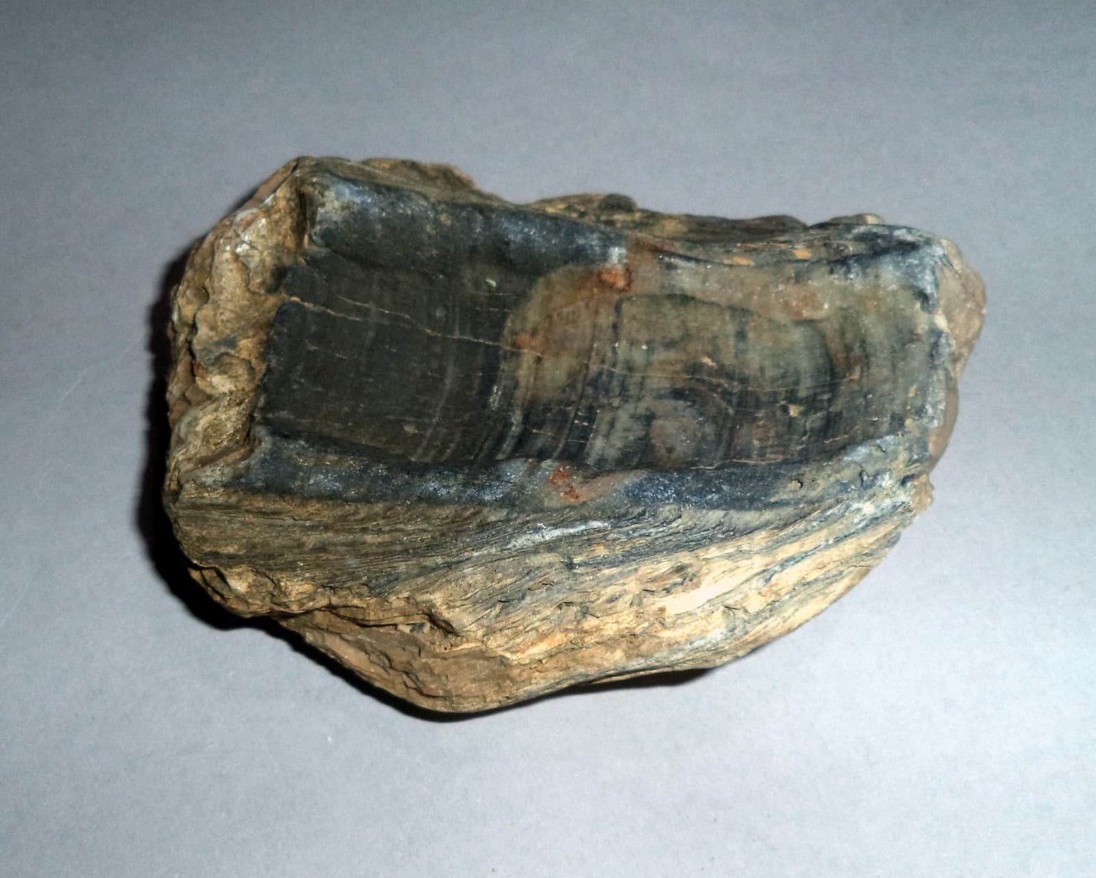 Fossil Sea Shells from Cape of Rodon, Albania. 262 gr; 100 mm.