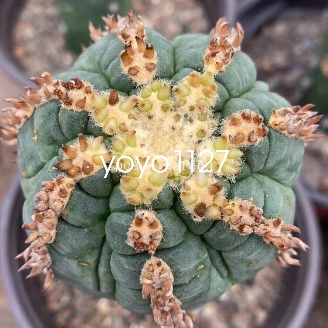 Gymnocalycium spegazzinii v.unguispinum Succulent Cacti Cactaceae Cactus 4-6CM