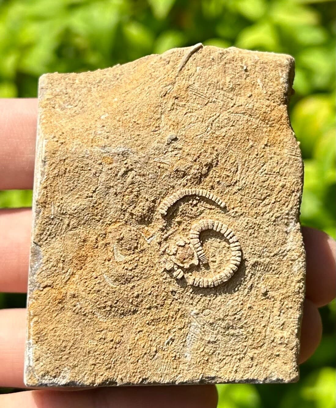 Rare Fossil Crinoid in Matrix Camptocrinus alabamensis Alabama Bangor Limestone
