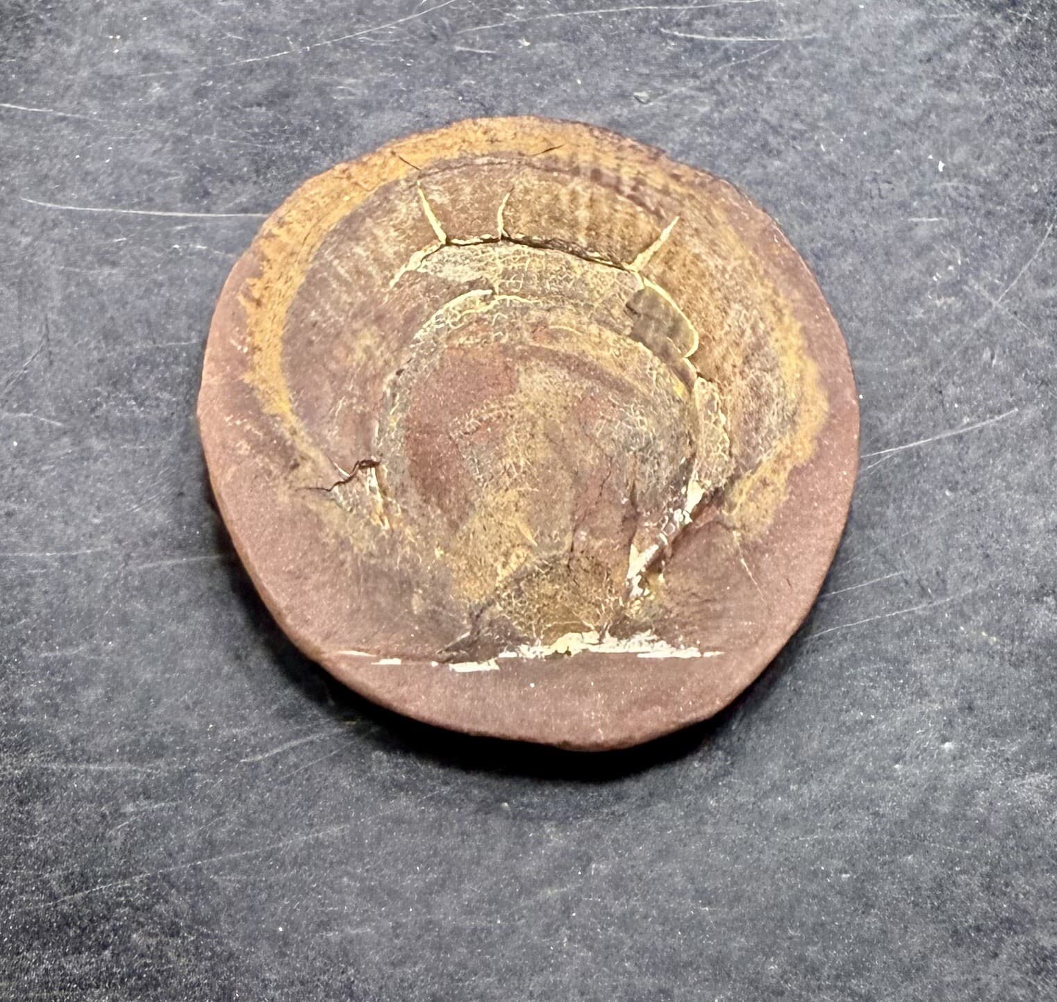 Mazon Creek Pecten Scallop Fossil - Pennsylvanian Period - Illinois - 300 MYA