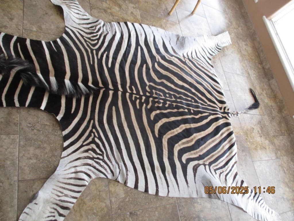 South African Burchell Zebra Rug