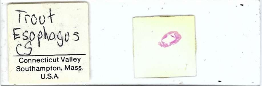 Trout Esophagus Microscope Slide