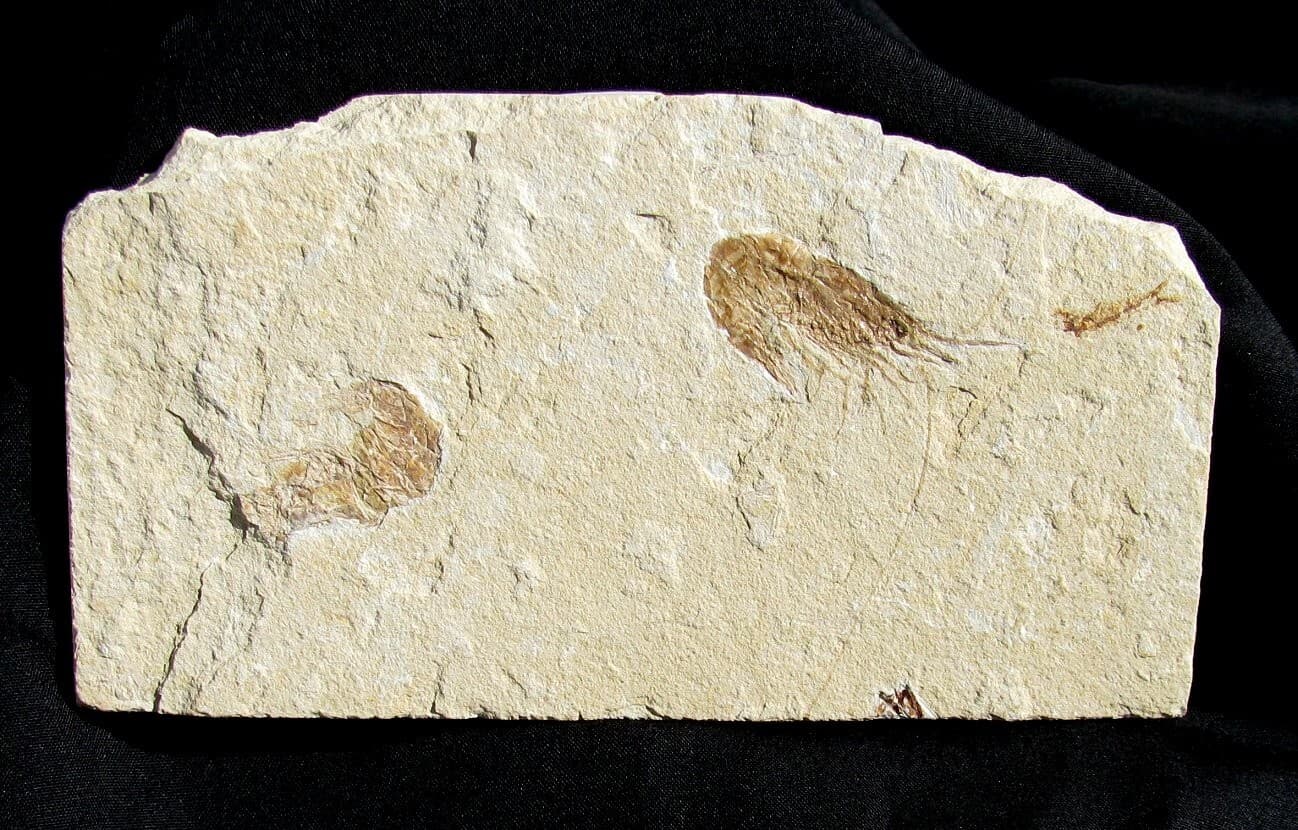 BEAUTIFUL, DETAILED CRETACEOUS FOSSIL SHRIMP DOUBLE WITH FISH - DINOSAUR AGE!