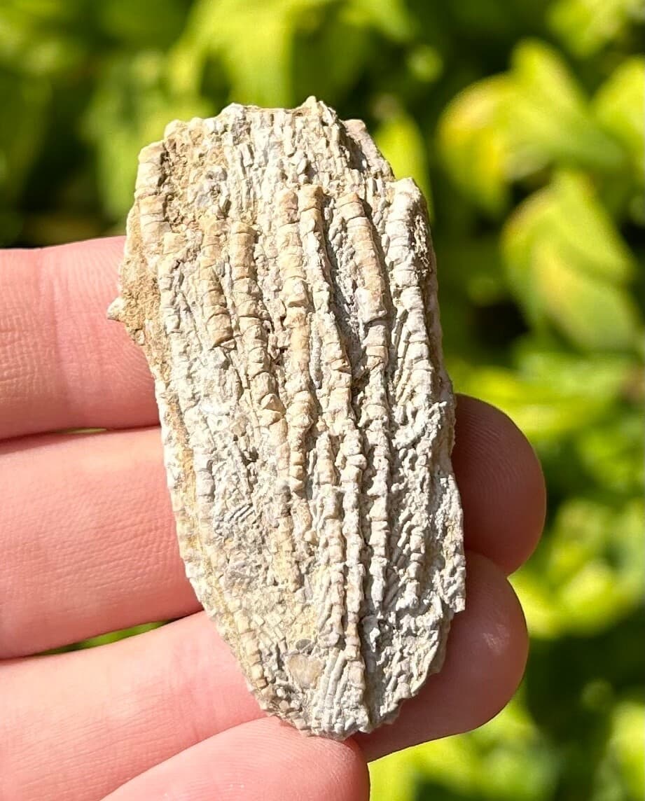 Alabama Fossil Crinoid Aphelecrinus randolphensis Bangor Limestone Formation