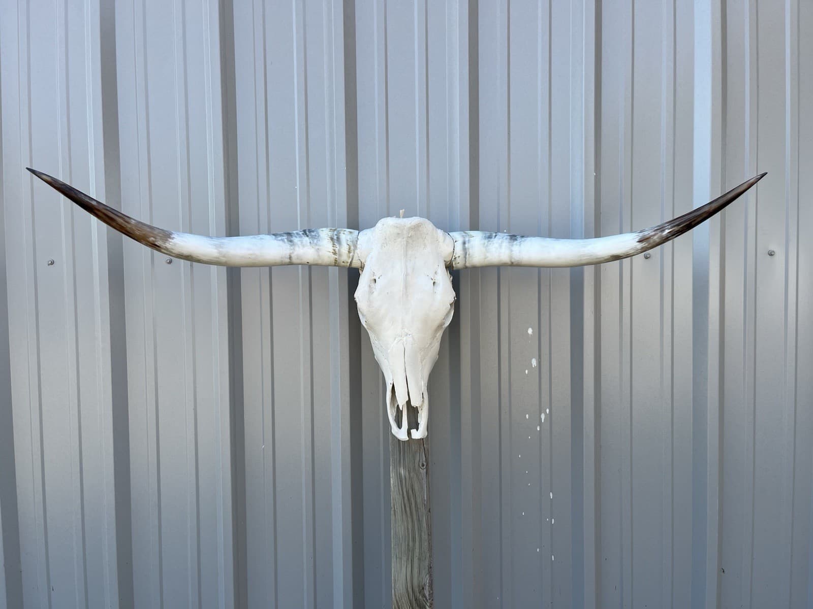 LONGHORN STEER SKULL 4 FEET 5 1/2” Inch WIDE POLISHED BULL HORN MOUNTED COW HEAD
