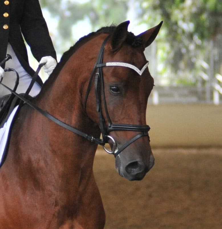 New Designer V Shaped 4 Rows Silver Crystal Browband Size - full ~ 16" BLACK