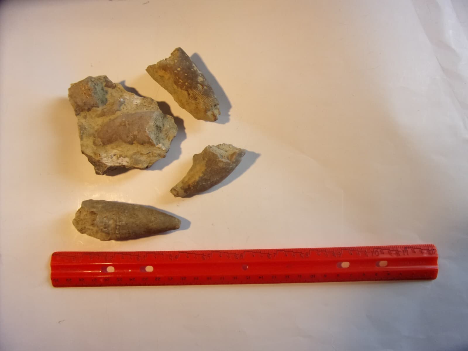 4 Prehistoric Fossilized Horn Coral - $13 s/h