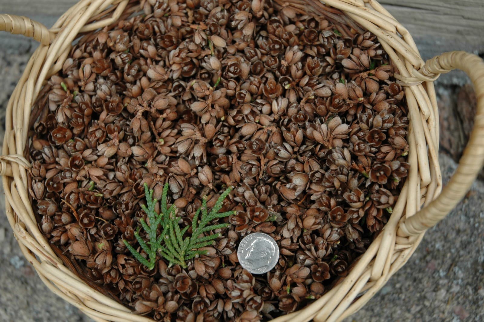 150 TINY CEDAR CONES PINE CONES PINECONES, POTPOURRI CRAFTS FLORAL ARRANGEMENTS