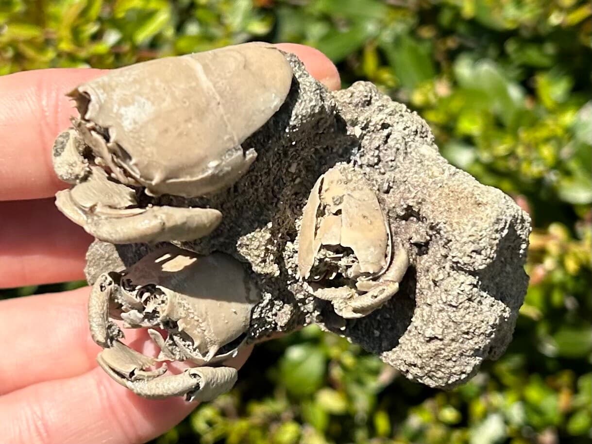 TRIPLE Florida Fossil Crabs in Matrix Ranilia muriceta Pliocene Crustacean Rare