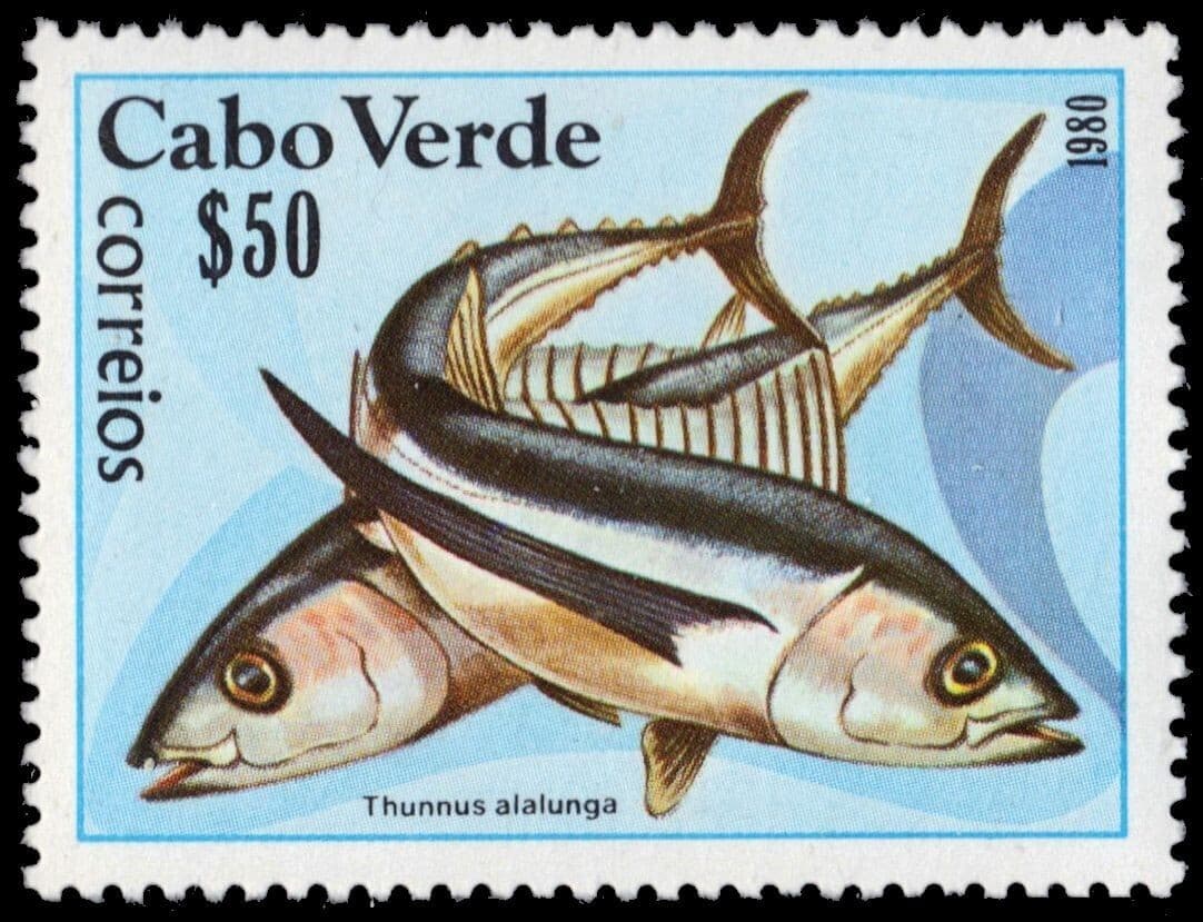 CAPE VERDE 410 - Albacore Tuna "Thunnus alalunga" (pb79830)