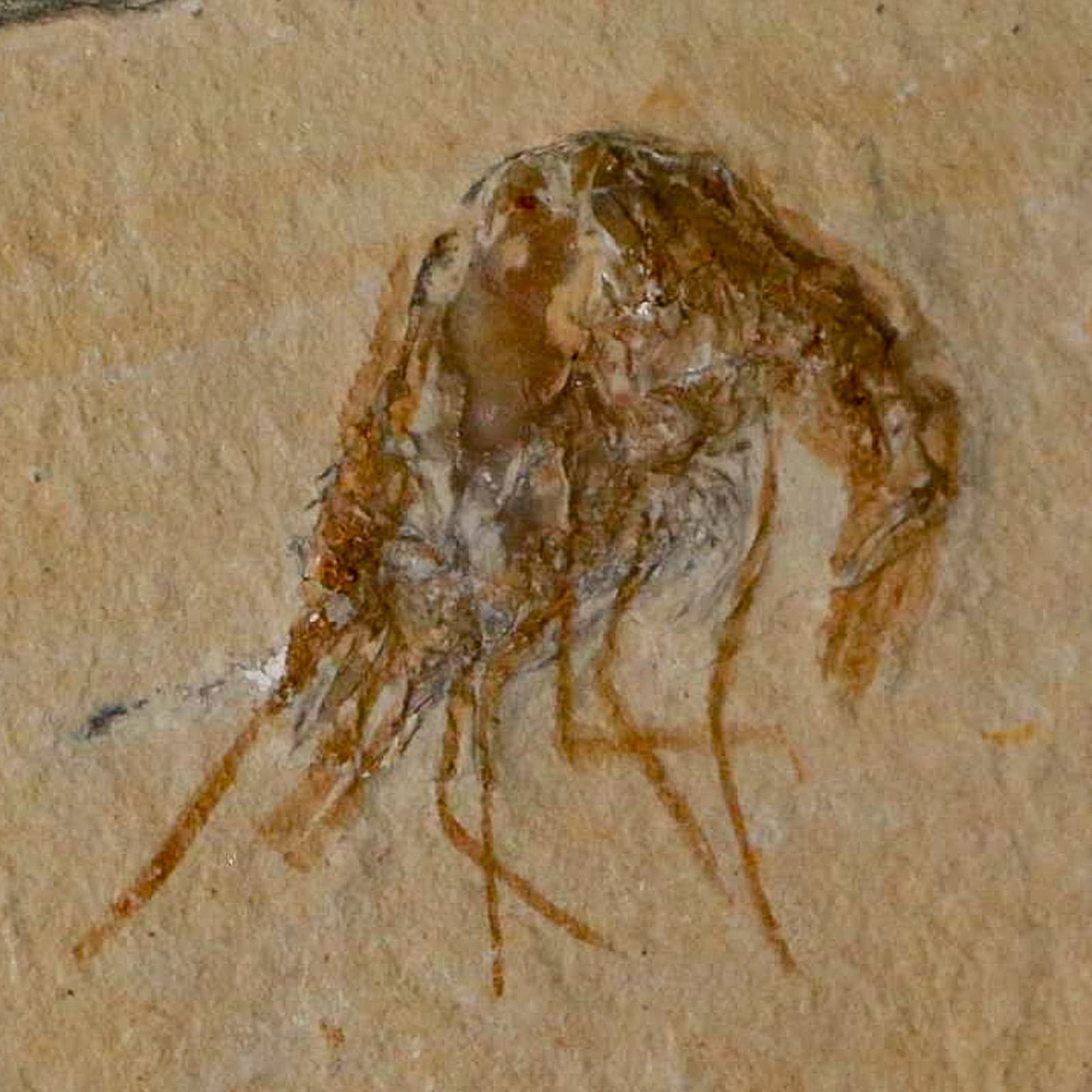 1.4" Fossil Shrimp Carpopenaeus Cretaceous Age 100 Mil Yrs Old Lebanon COA