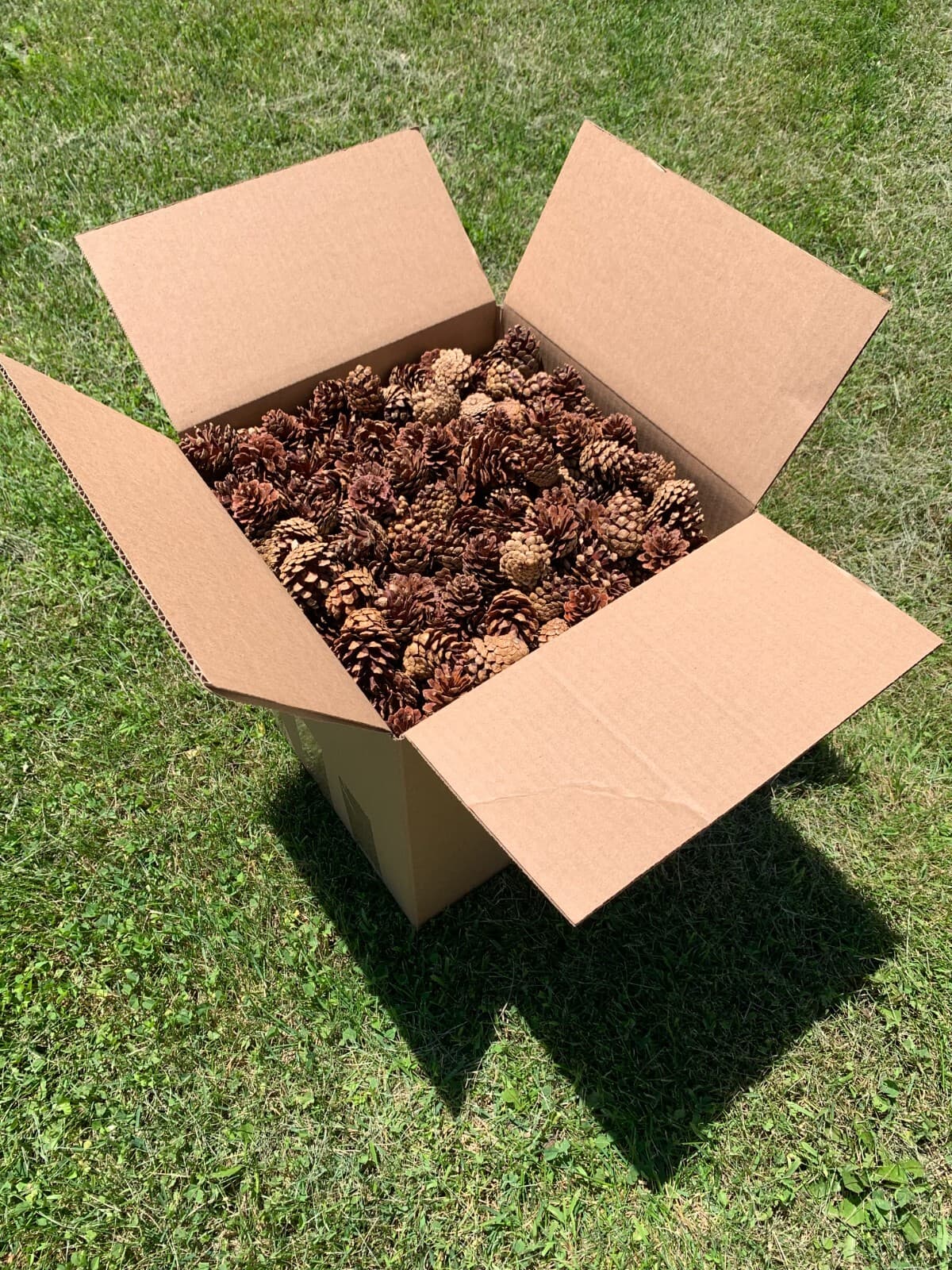 Jack Pine Cones, Brown, 1000 cones