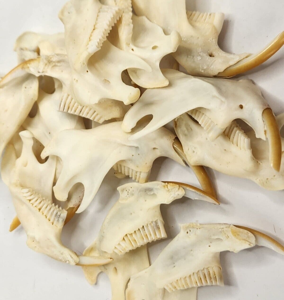 Real Muskrat Half Jaw - A Grade Generic - Ondatra zibethicus - USA