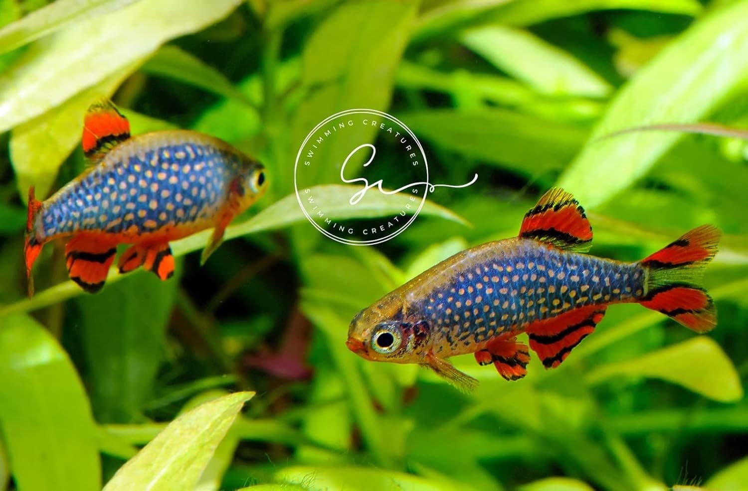 6 Galaxy Rasbora/Celestial Pearl Danio Freshwater Aquarium Fish Live Arrival Gua