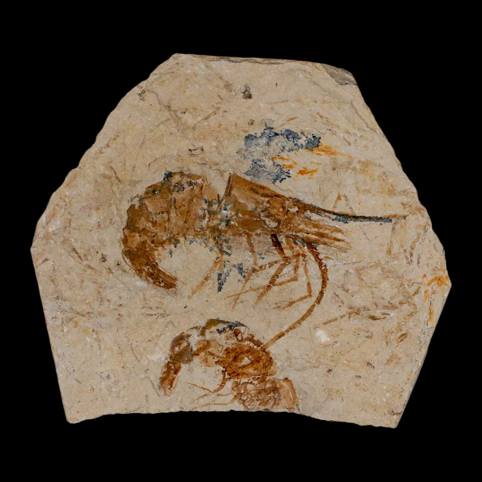 2 Two Fossil Shrimp Carpopenaeus Cretaceous Age 100 Mil Yrs Old Lebanon COA