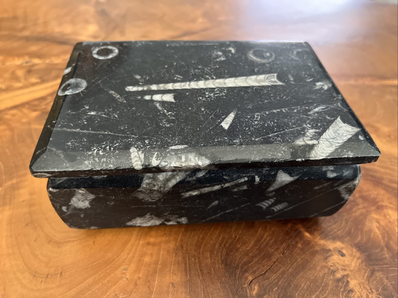 Display Box with 400 Million Years ORTHOCERAS and Ammonite Shell Fossils