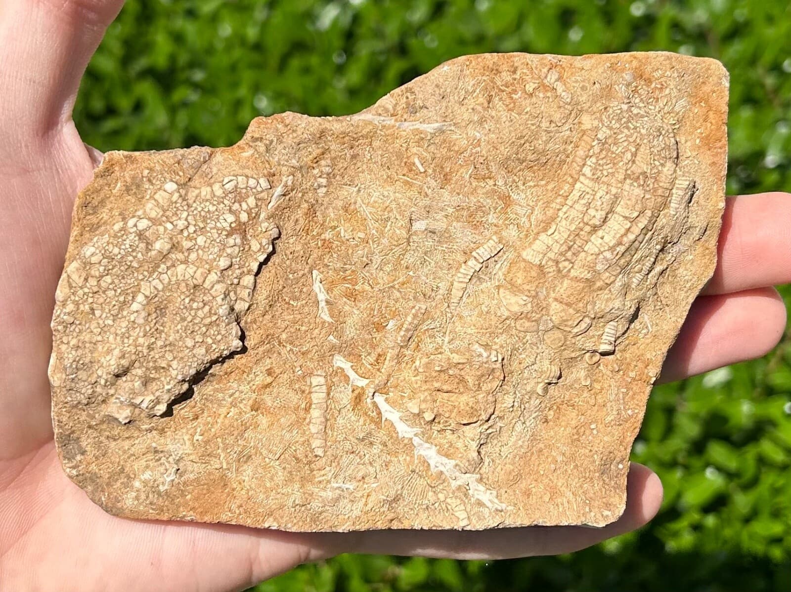 DOUBLE Crinoid Fossils in Matrix Onychocrinus and Phanocrinus Alabama Bangor Fm