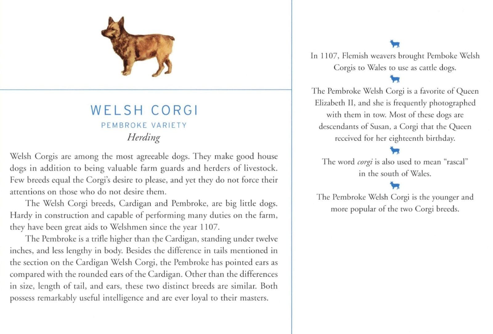 Welsh Corgi "P" - CUSTOM MATTED Dog Art Print - Breed Description and History