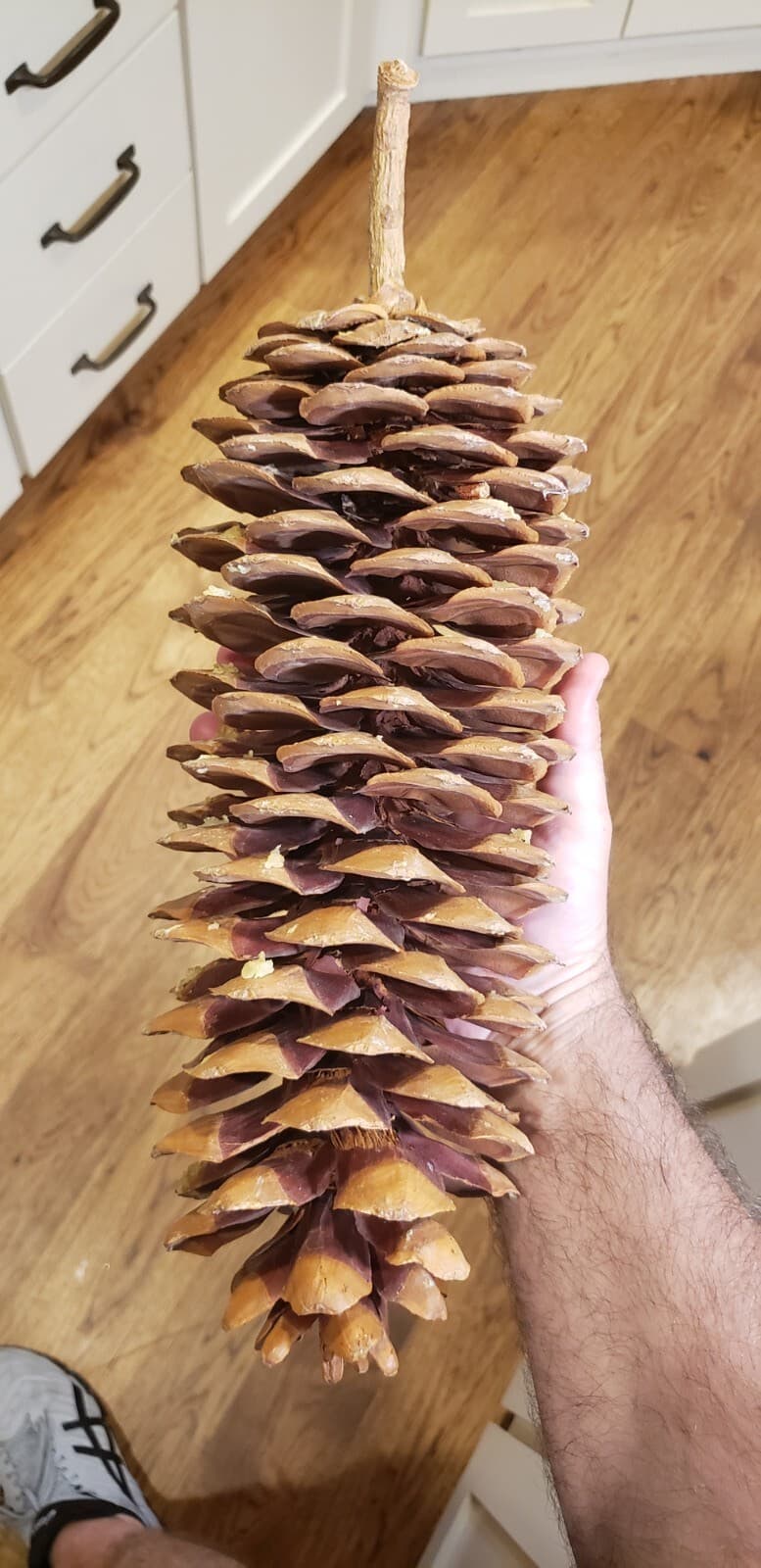 (2) Medium Sized - Sugarpine cones from Northern California Tahoe area FREE ship