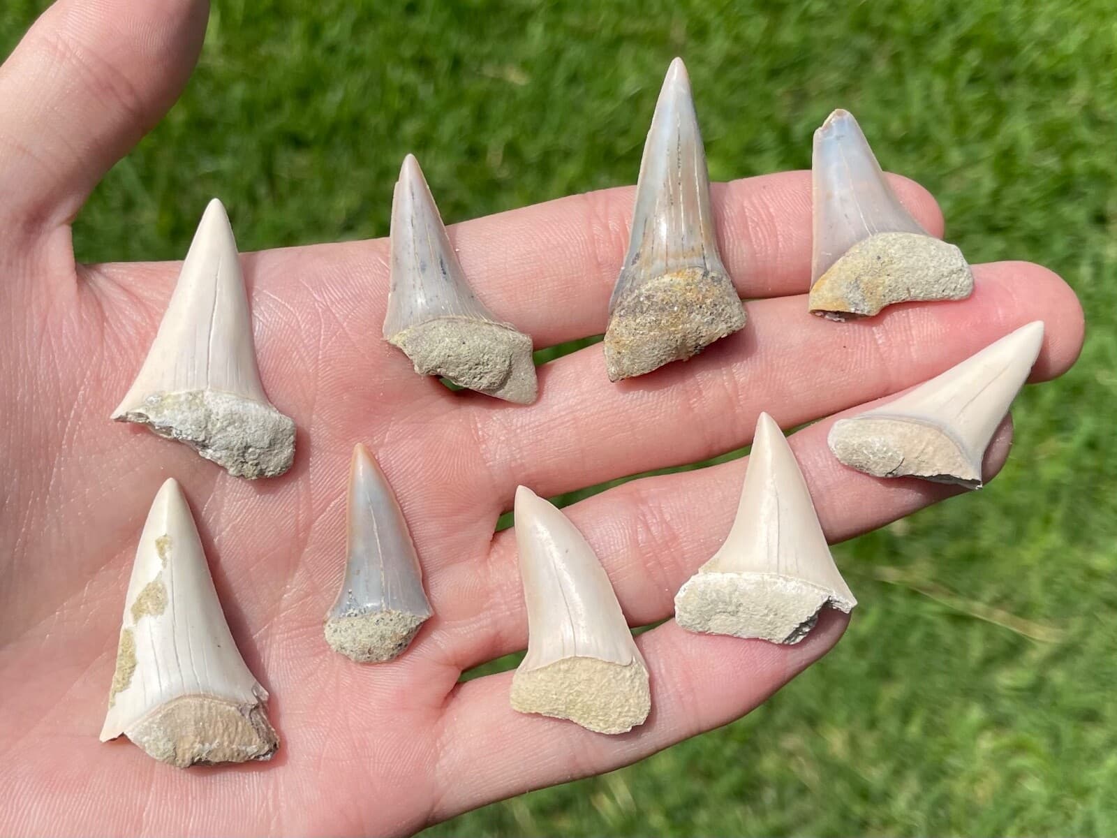 Bakersfield Fossil Mako Sharks Teeth ONE PER PURCHASE California Megalodon Age