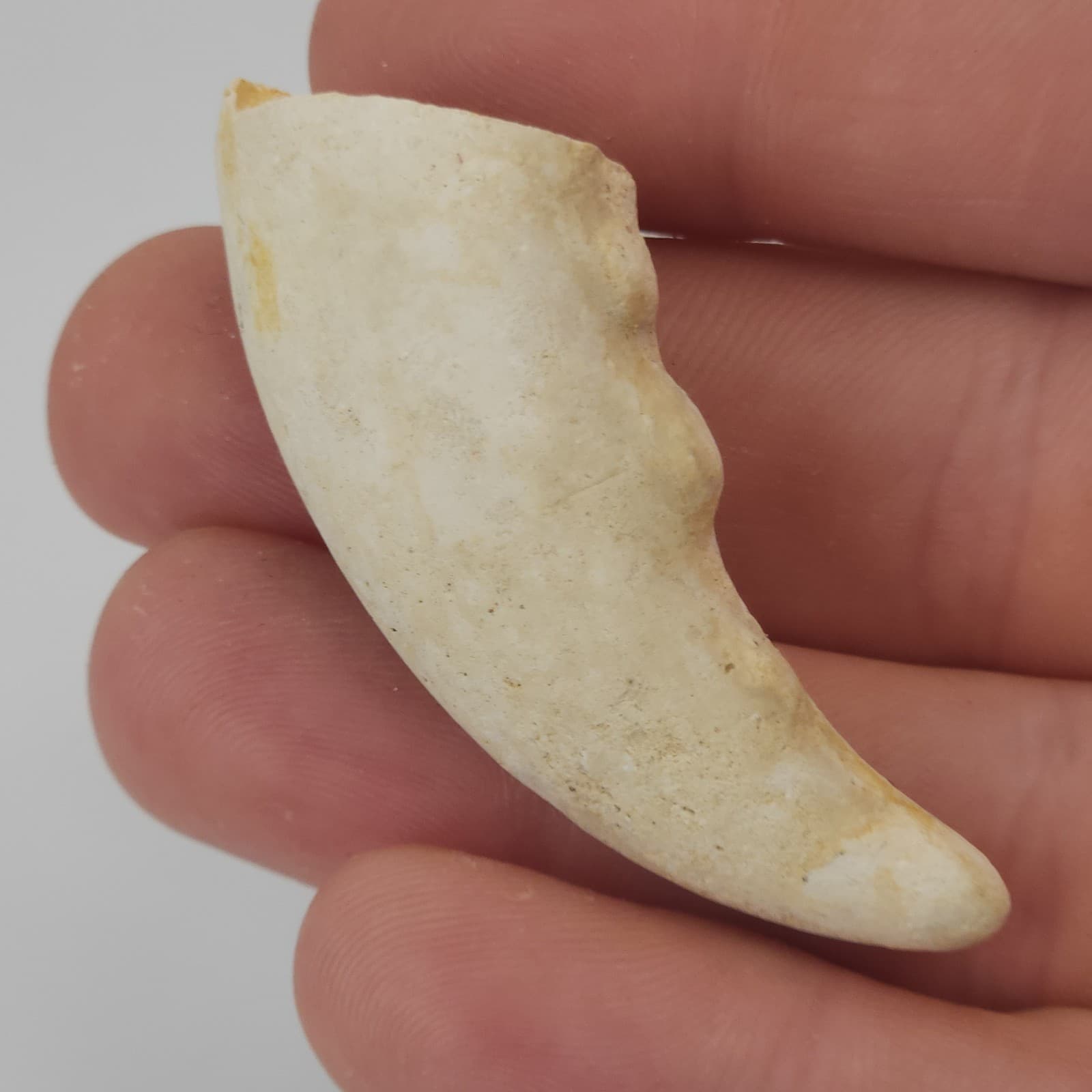 Crab Claw Fossil - Florida