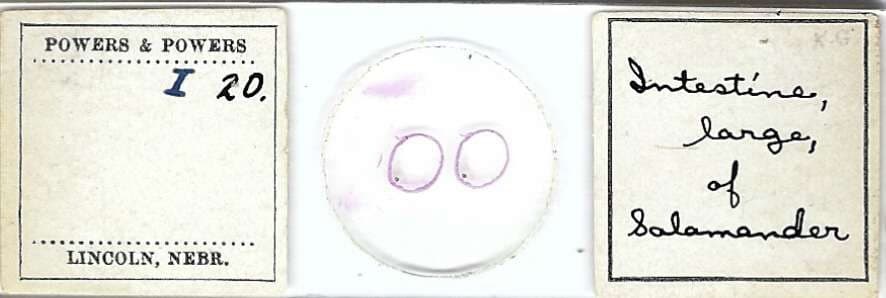 Salamander Large Intestine Microscope Slide by Powers & Powers