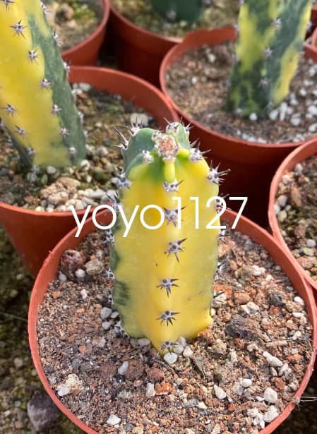 Harrisia Jusberti Variegated Rootless Cactaceae Succulent Cactus Plant 10-12CM