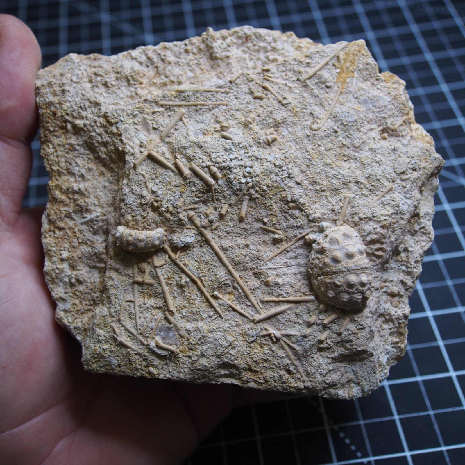 0.9kg Sea urchin Acrosalenia hemicidaroides Crinoid France Jurassic Fossil