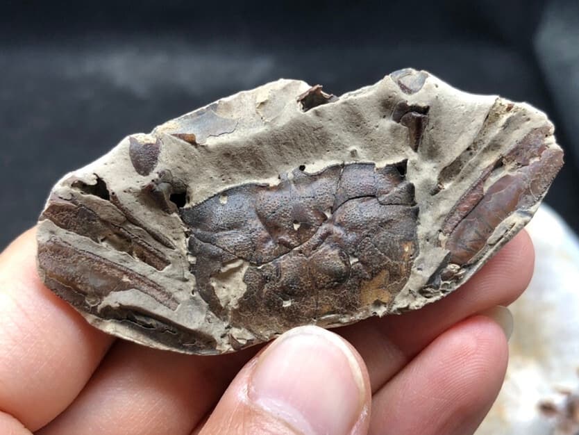 Jurassic Natural Crab animals Fossils Dinosaur Age