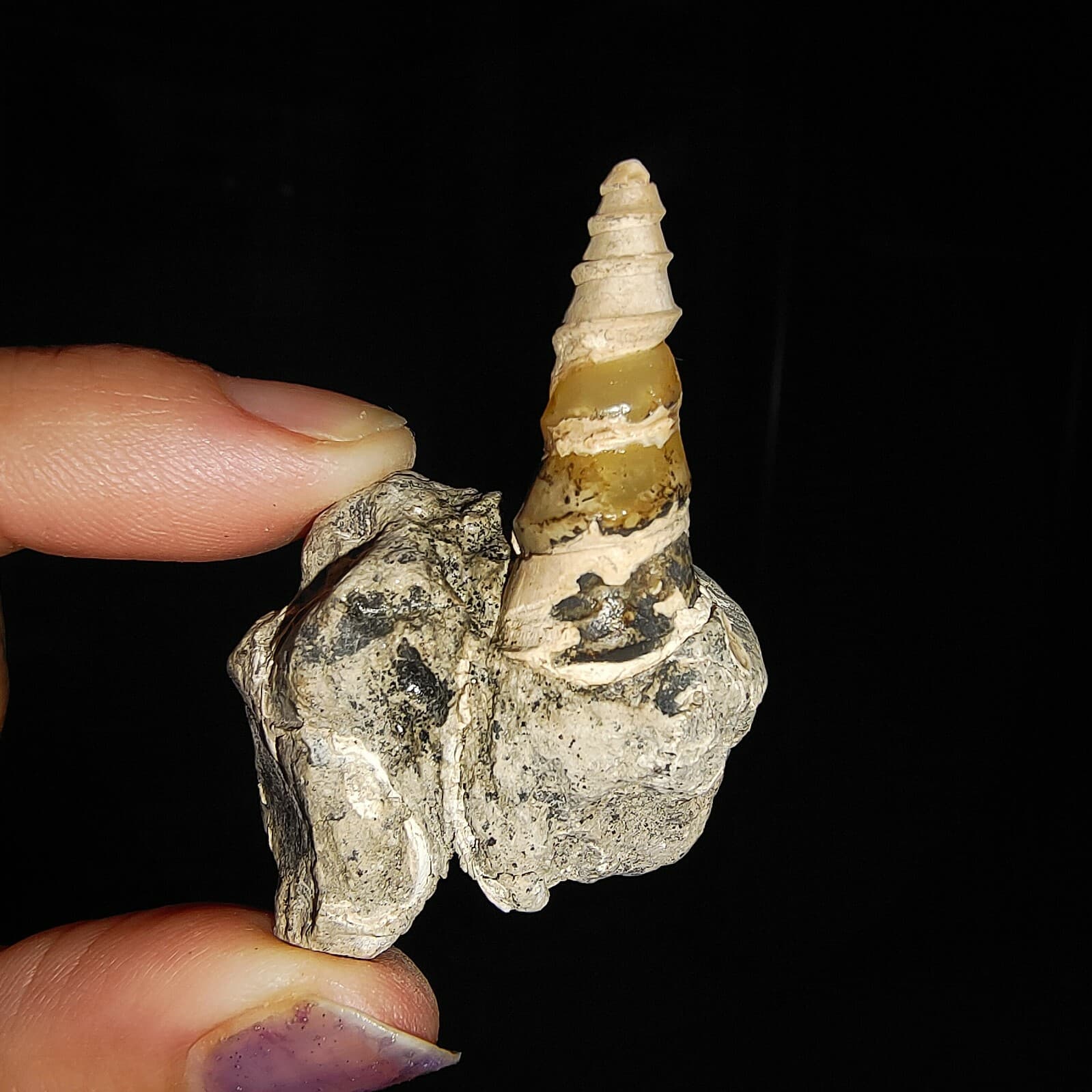 SEA SHELL FOSSIL, GASTROPODA, THIARIDAE ON MATRIX, FROM JAVA, INDONESIA, 30MM
