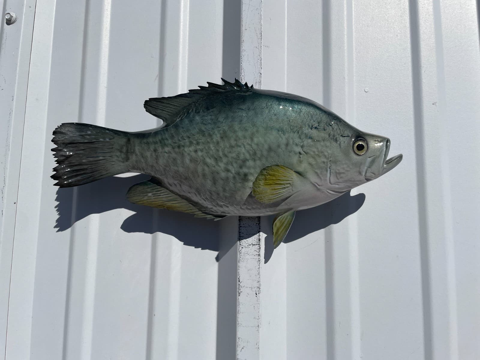 15" Crappie Two Sided Fish Mount Replica - Quick Production
