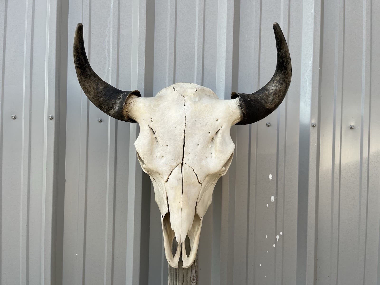 Buffalo Skull BULL HORN MOUNTED Bison HEAD