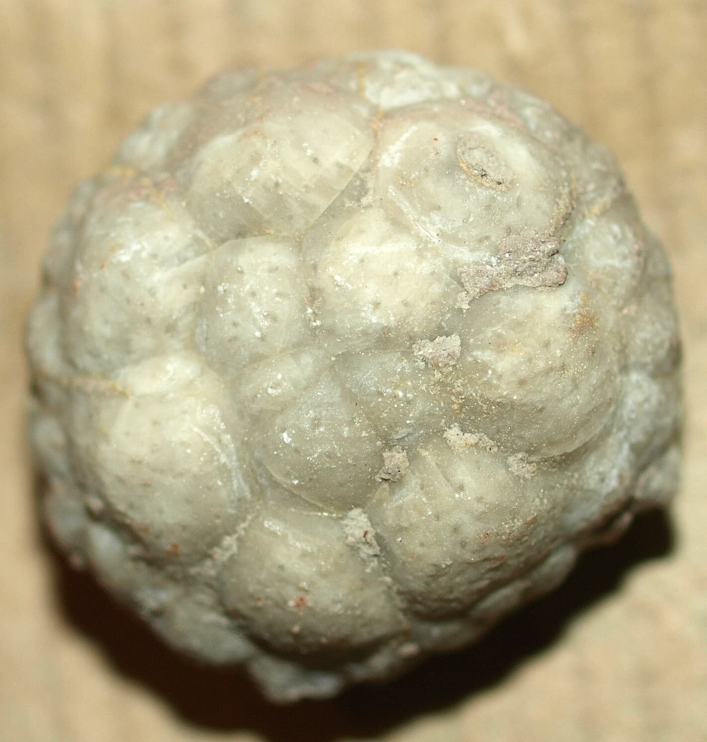 SUPER Rare! Amazing Echinoderm species- Protocrinites fragum Eichwald,1860