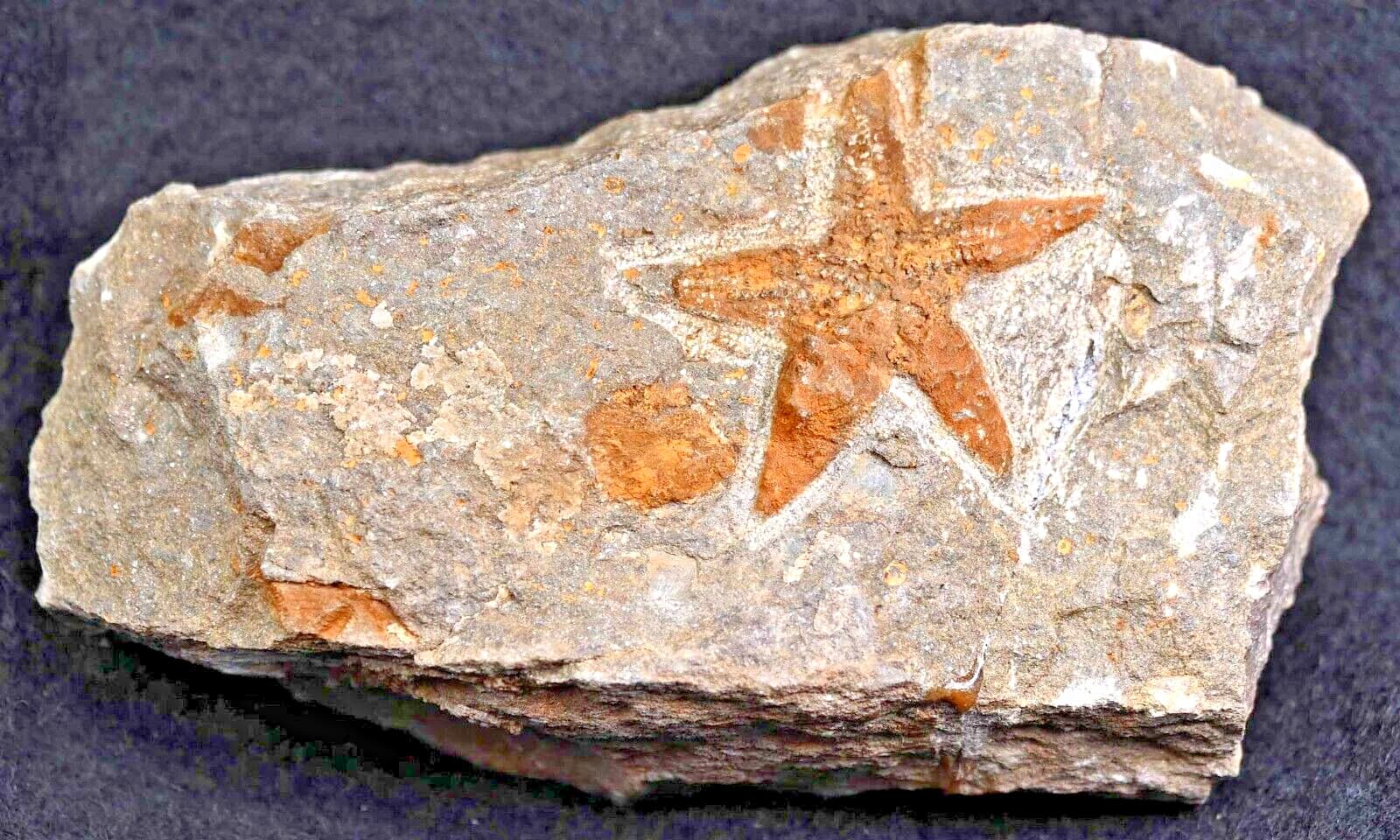 Late Ordovician Asteroidea , from Morocco